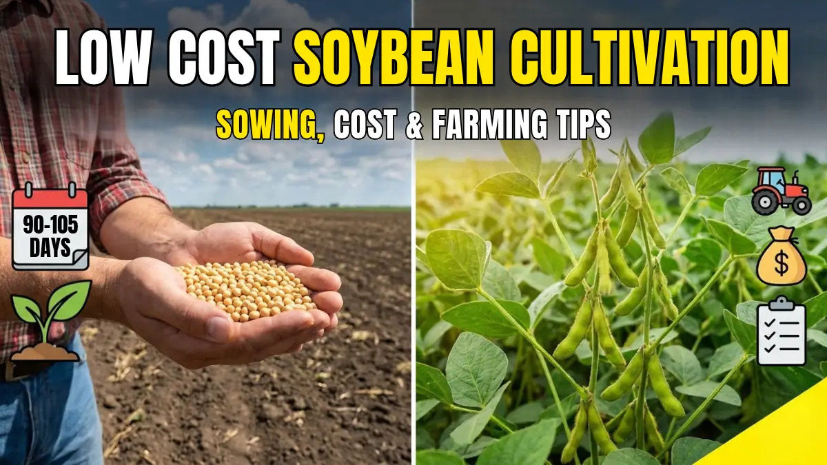 Low-Cost Soybean Cultivation Techniques for Small Farmers