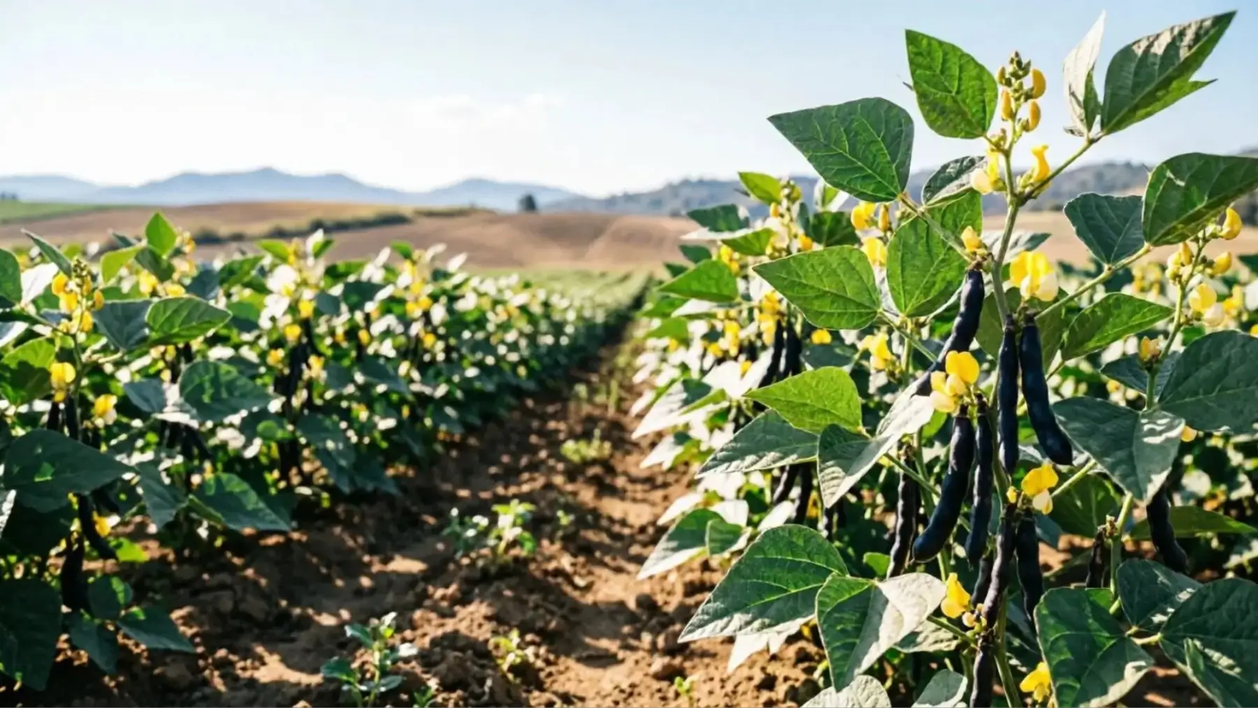 Black Gram (Urad Dal) Cultivation: Seed Rate, Crop Duration, Flowering and Care