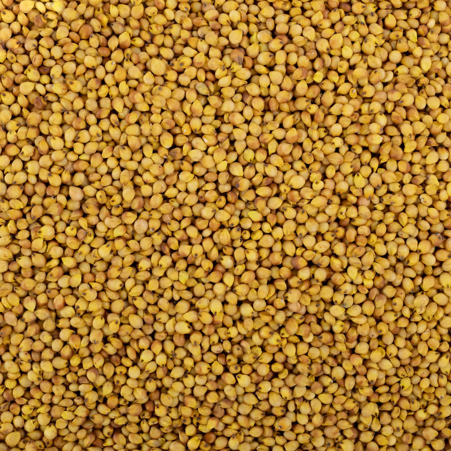 ज्वार · Yellow