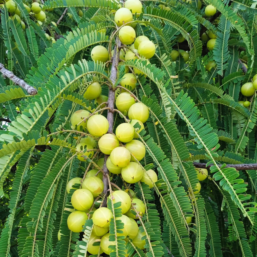 आंवला · A Grade Quality