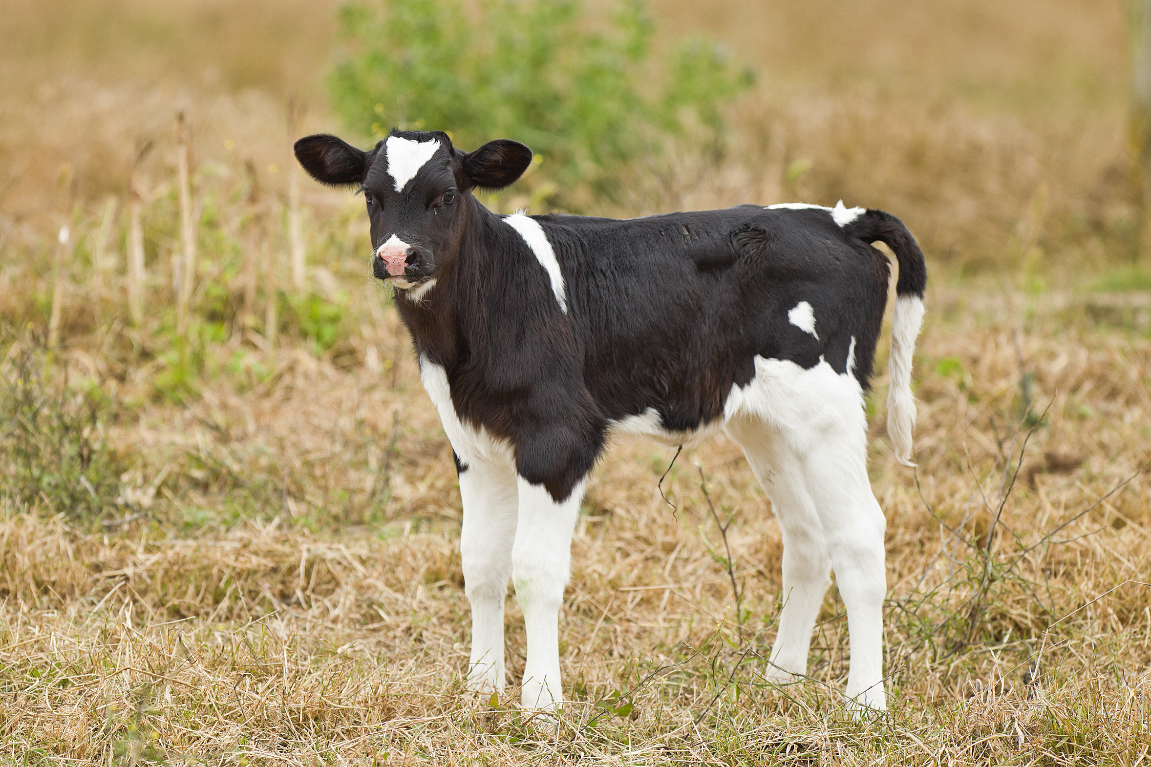 Calf