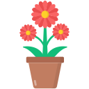 Chrysanthemum