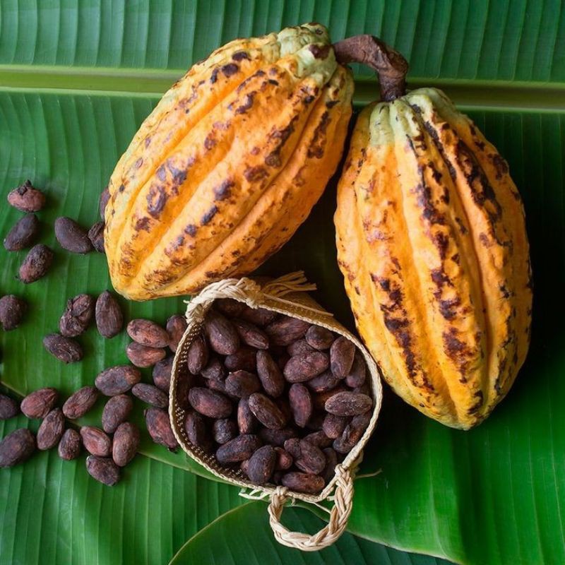 Cocoa