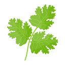 Coriander(Leaves)