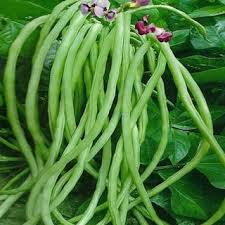 Cowpea(Veg)
