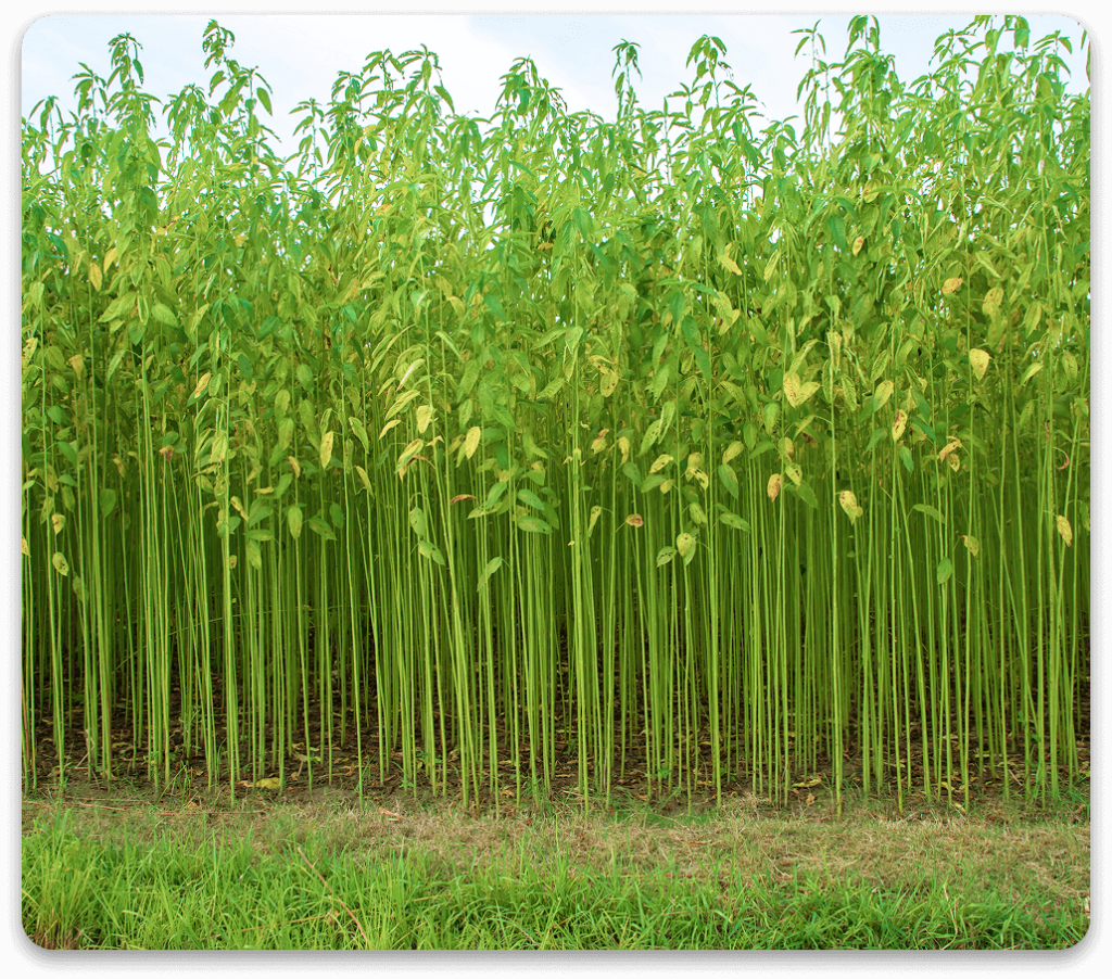 Jute