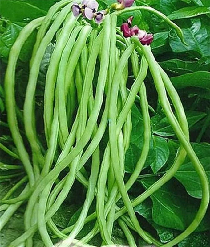 Karamani