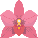Orchid