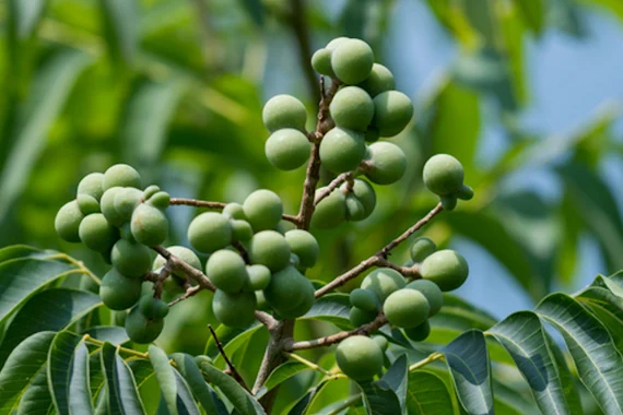 Soapnut(Antawala-Retha)