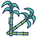 Sugarcane