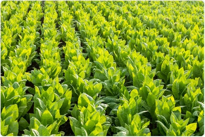 Tobacco