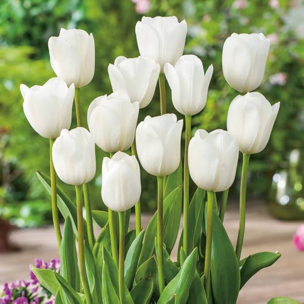 Tulip
