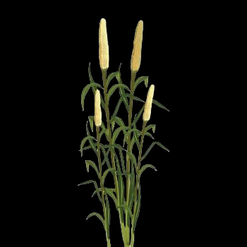 Bajra