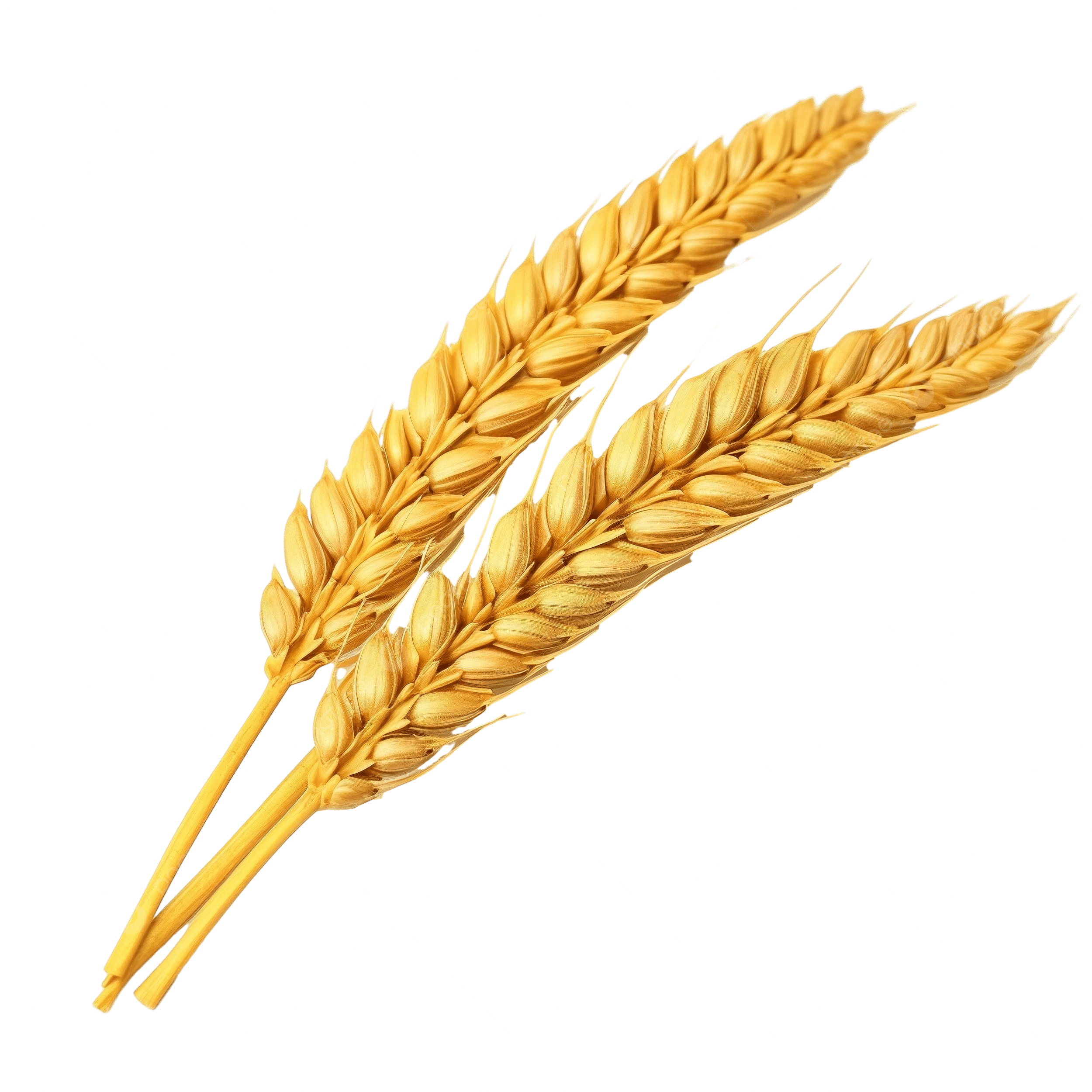 Barley