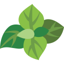 basil