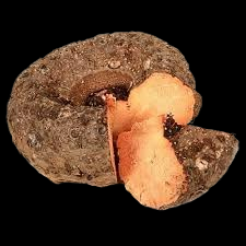 Elephant Yam
