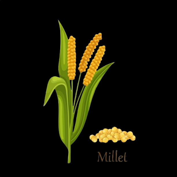 Foxtail Millet