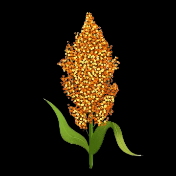 Jowar