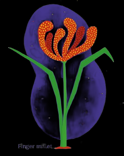 Ragi