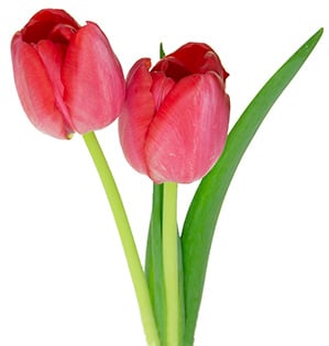 tulip