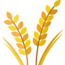 Wheat